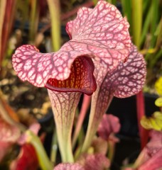 Sarracenia x H 345 leuco. pubescent pink x flava