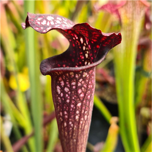 Sarracenia x H 346 alata  x leucophylla