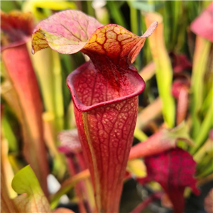 Sarracenia x H 347  S. Peaches x S. Johanna