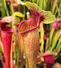 Sarracenia x H 347  S. Peaches x S. Johanna