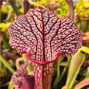 Sarracenia x H 348 Hybrid unknown parentage