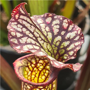 Sarracenia x H 349 leuco. x flava var. cuprea