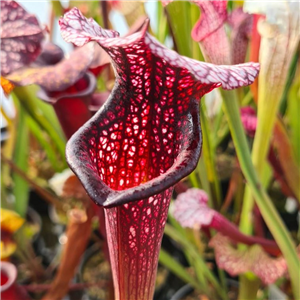 Sarracenia x H 350 leucophylla x alata