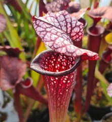 Sarracenia x H 350 leucophylla x alata