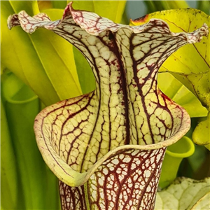 Sarracenia x H 352 Elizabeth