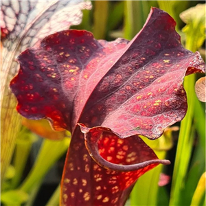 Sarracenia x H 353 Gorgo (seed)