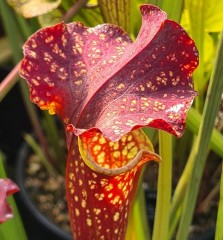 Sarracenia x H 353 Gorgo (seed)