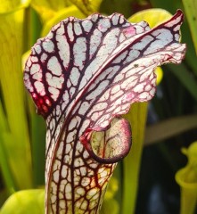 Sarracenia x H 354 White Zombie