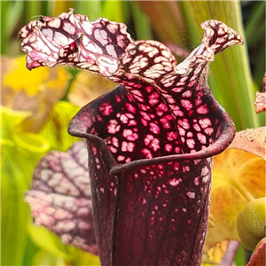 Sarracenia x H 356 (seed)