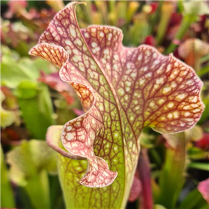 Sarracenia hybrid X 4 SF 222-01