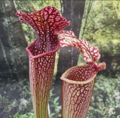 Sarracenia x H 362 alata  x leucophylla