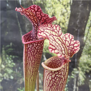 Sarracenia x H 362 alata  x leucophylla