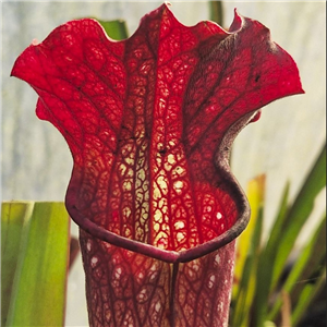 Sarracenia x H 367 Super Throat x Moby Dick