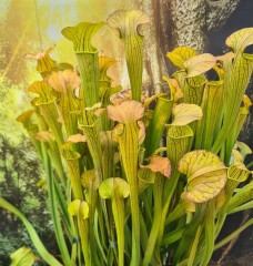 Sarracenia x H 37 (S.popei x flava var. maxima) A. Slack