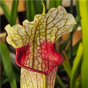 Sarracenia x H 376 Eva x open pollinated