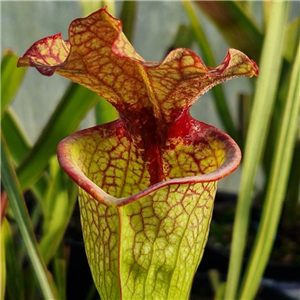 Sarracenia x H 378 LB SH866-03