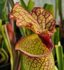 Sarracenia x H 378 LB SH866-03