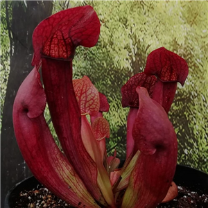 Sarracenia x H 39 purpurea subsp. venosa x popeiSlack