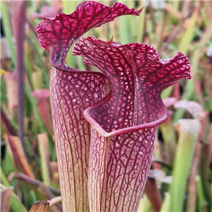 Sarracenia x H 392 LB SH 741-12