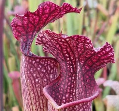 Sarracenia x H 392 LB SH 741-12