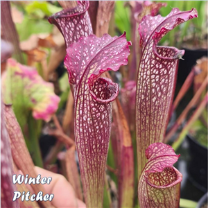 Sarracenia x H 40 readii (rubra x leucophylla) Slack