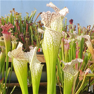 Sarracenia x H 416 5