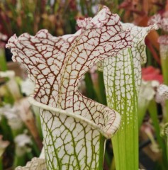 Sarracenia x H 416 5