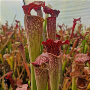 Sarracenia x H 422 n6