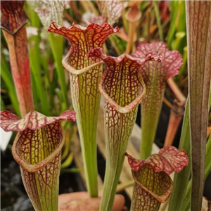 Sarracenia x H 426 13