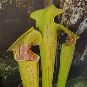 Sarracenia x H 52 (oreophila x alata black tube)