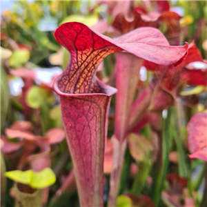 Sarracenia x H 52 (oreophila x alata black tube)