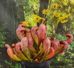 Sarracenia x H 53 wriggelian a (psittacina x leucophylla)