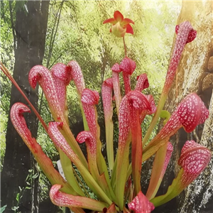 Sarracenia x H 60 formosa x excellens