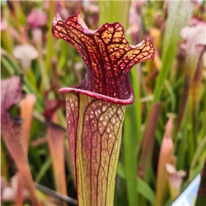 Sarracenia x H 63 Margetts (leucophylla x oreophila)