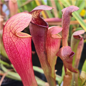 Sarracenia x H 73 (minor x rubra) 2000 Dutch origin