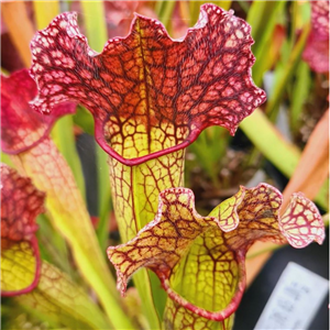 Sarracenia x H 75 mitchelliana