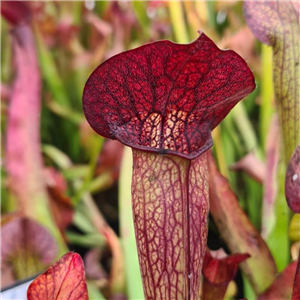 Sarracenia x H 88 willisii unknow n parentage A. Slack