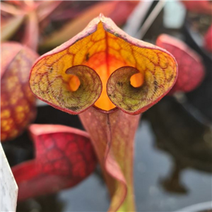 Sarracenia x H 89 (courtii x purpurea subsp. venosa