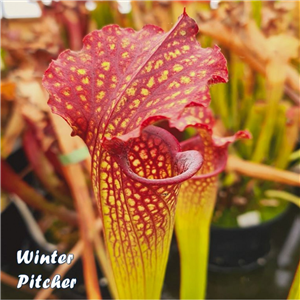 Sarracenia x H 91 farnami (leucophylla x rubra)