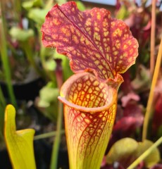 Sarracenia x H 91 farnami (leucophylla x rubra)