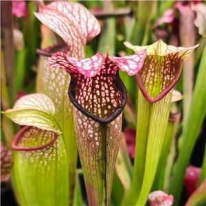 Sarracenia x H 98 formosa (excellens x minor) Margetts