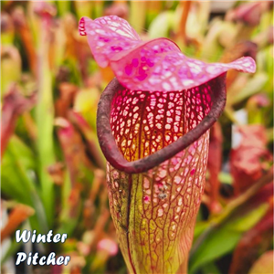 Sarracenia x H 98 formosa (excellens x minor) Margetts