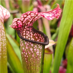 Sarracenia x H 98 formosa (excellens x minor) Margetts