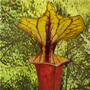 Sarracenia flava F RUB 01 var rubricorpa BurgundySlack