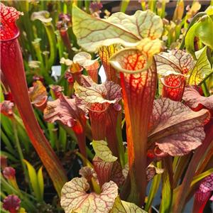 Sarracenia x H 112 x moorei Welsh Dragon