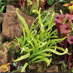 Sarracenia x H 396