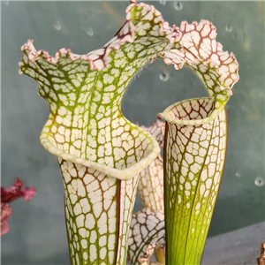 Sarracenia leucophylla L 03 green Milton co. Florida