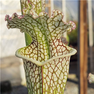 Sarracenia leucophylla L 15A Cronus MK