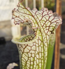 Sarracenia leucophylla L 15A Cronus MK