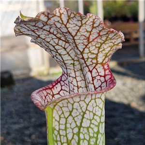 Sarracenia leucophylla L 24 Giant purple and white